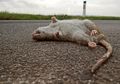 Dalam Sekejap Langsung Mati Kaku, Rupanya Begini Cara Mengatasi Tikus di Rumah Cuma Pakai Garam, Dijamin Ogah Balik Lagi Loh!