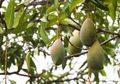 Nyesel Banget! Selama Ini Langsung Berakhir di Tempat Sampah, Padahal Kulit Mangga Sedahsyat itu untuk Mengatasi Masalah Kulit Sejuta Umat Ini