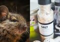 Modalnya Cuman Garam, Tikus di Rumah Dijamin Langsung Mati dan Ogah Balik Lagi, Begini Caranya