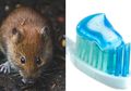 Jaminan 100 Persen Tak Akan Gagal, Tikus di Dalam Rumah Bisa Langsung Minggat Semuanya Jika Diusir dengan Pasta Gigi, Begini Caranya