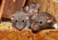 Bikin Ketakutan Hingga Minggat, Rupanya Tak Banyak yang Tahu Cara Mengatasi Tikus di Rumah Pakai Rambut, Gak Bakal Mau Balik Lagi Loh!