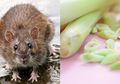 Modalnya Cuman Beli Serai di Pasar, Ini Cara Mudah Agar Tikus di Dalam Rumah Bisa Kabur Semuanya dan Tak Akan Kembali Lagi