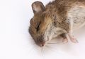 Tikus Langsung Lari Terkencing-kencing, Rupanya Begini Cara Mengatasi Tikus di Rumah Cuma Pakai Bawang, Dijamin Rumah Bebas Hewan Pengerat!