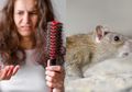 Semua Orang Tak Tahu Kalau Rambut Bisa Membuat Tikus Lari Meninggalkan Rumah dan Enggak Mau Kembali Lagi, Ini Buktinya