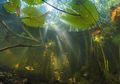 Singkap Hutan Bakau Purba Berusia 100.000 Tahun di Semenanjung Yucatan
