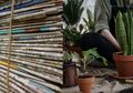 Biasanya Masuk Tempat Sampah, Siapa Sangka Koran Bekas Miliki Manfaat Tak Terduga untuk Tanaman, Bisa Jadi Kompos