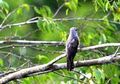 Kicauan Burung Kedasih Pertanda Sial? Begini Firasat dari Binatang, Menurut Primbon Jawa
