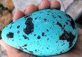 Perang Telur 1863, Salah Satu Perang Paling Konyol dalam Sejarah