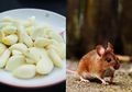 Usir Tikus di Dalam Rumah Ternyata Semudah Ini, Tanpa Perangkap dan Racun Modalnya Cuman Bumbu Dapur Murah Meriah Ini