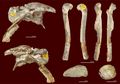 Chief Dragon Adalah Dinosaurus Pemakan Daging Tertua di Inggris