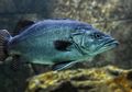 Pria Ini Langsung Jantungan Setelah Tahu Tafsir dan Arti Mimpi Melihat Ikan Mati: Apakah Ini Pertanda Buruk?