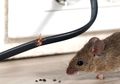 Stop Basmi Tikus dengan Bahan Kima yang Membahayakan, Pakai Saja Plaster!