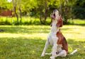 Anjing Menyalak Tanpa Sebab di Sore Hari, Apakah Pertanda Baik atau Buruk? Begini Menurut Primbon Jawa Firasat dari Anjing Peliharaan Berdasarkan Waktu Kejadian