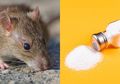Usir Tikus dari Dalam Rumah Ternyata Semudah Membalik Telapak Tangan! Hanya Pakai Garam Saja dan Tikus Akan Kabur Semuanya Tak Berani Balik Lagi, Begini Cara Kerjanya