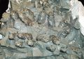 Seperti Emas, Dahulu Kotoran Dinosaurus Diburu oleh Para Penambang