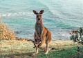 Sydney Weekender Gandeng Skye Suites Bikin Tayangan Seru Pemulihan Pariwisata Pasca Lockdown di Australia