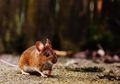 Ternyata Semudah Membalikkan Tangan, Begini Cara Mengatasi Tikus di Rumah Cuma Bermodalkan Beras dengan Diolah Seperti ini, Dijamin Bikin Tikus Mati Kaku!