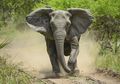 Evolusi pada Gajah Afrika Bantu Kurangi Perburuan Gading Gajah