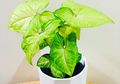 Syngonium yeloow lagi Naik Daun, Beli Sekarang atau Nanti, Ya?