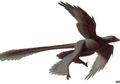 Changyuraptor yangi, Dinosaurus Besar yang Terbang dengan Empat Sayap