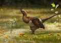 Penemuan Dinosaurus yang Punya Empat Sayap tetapi Tak Bisa Terbang
