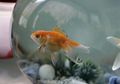 Undang Keberuntungan dengan Memiliki Akuarium Ikan sesuai Feng Shui