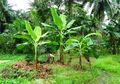 Tiru Aksi Viral Salam dari Binjai, Puluhan Pohon Pisang di Lamongan Rusak Dipukuli Peniru
