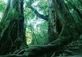 Misteri Aokigahara yang Menyeramkan, Hutan Bunuh Diri di Jepang, Dipasangi Papan Peringatan untuk Batalkan Niat Buruk Para Pengunjung