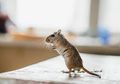 Buat Apa Capek-capek Pasang Perangkap, Ternyata Tikus di Rumah Bisa Langsung Kabur Cuman dengan Modal 4 Baham Dapur Ini, Dijamin Gak Bakal Balik Lagi