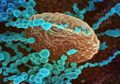 Bak Jilat Ludah Sendiri, Koar-Koar Sebuat Covid-19 Dari Laboratorium China, Amerika Malah Kepergok Simpan Ratusan Virus Mematikan yang Bisa Menjadi Bencana