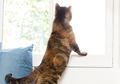 Memperlebar Kusen Jendela bisa Jadi Tempat Ramah buat Kucing di Rumah, Cek Cara Lainnya!