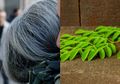 Rahasia Uban di Rambut Hilang Permanen Tanpa Sisa Adalah Daun Kelor, Seperti Ini Caranya