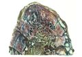 Protein Dinosaurus Berusia 195 Juta Tahun Ditemukan, Ini Penampakannya
