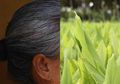 Nyesel karena Baru Tahu, Cuma Pakai Daun Kunyit Saja Uban di Rambut Bisa Langsung Musnah Tak Bersisa, Begini Cara Kerjanya