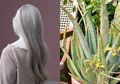 Astaga! Rahasia Rambut di Kepala Bebas Uban Selamanya Sampai Tua Ternyata Ada Teras Rumah Sendiri, Gunakan Tanaman Ini dan Rambut Akan Jadi Hitam dan Sehat