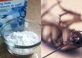 Tak Perlu Nekat Menyentuhnya, Pakai Saja Campuran Baking Soda dan Gula untuk Membasmi Kecoak dari Rumah, Ini yang Akan Terjadi