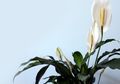 Yuk Undang Energi Positif! Menurut Feng Shui Ini 5 Tanaman Hias yang Bisa Usir Energi Negatif di Rumah