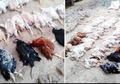 63 Ayam Mati Serangan Jantung Gara-gara Pesta Nikahan Meriah dengan Musik Berdentum Kencang, Peternak Langsung Lapor Polisi
