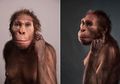 Australopithecus sediba: Spesies Peralihan dan Mata Rantai yang Hilang