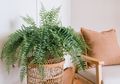 Sembilan Tanaman Ini Mudah Ditanam di Rumah dan Dapat Menjadi Alternatif Air Purifier