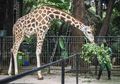 Ingin Berkunjung ke Kebun Binatang Ragunan? Pesan Tiket Online Melalui Link Ini Simak Juga Harga Tiket Masuk Tahun 2022