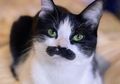 Kenalin Nih Freddie Purrcurry, Reinkarnasi Freddie Mercury dalam Bentuk Kucing yang Berhasil Kumpulkan Dana Sebesar $10,000