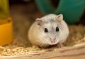 Temukan 11 Hamster Positif Covid-19, Hong Kong Bakal Musnahkan 2.000 Hewan Kecil Karena Khawatir Penularan ke Manusia