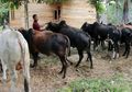 Viral Orang Minum Darah Sapi Kurban: Agar Gemuk dan Terlihat Seksi, Para Pria di Suka Terpencil Ini Justru Jadikan Darah Sapi Sebagai Minuman Sehari-hari