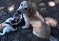 Animal Defender: Gerakan Para Penolong Hewan Terlantar