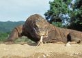 Komodo