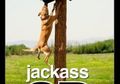 Jackass 3D Jadi Jawara Box Office