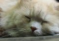 Ini Dia Penyakit yang Muncul Kalau Kita Tidur Sehabis Sahur