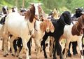 Ajaib! Ini Tipe-Tipe Kambing Saat Musim Qurban