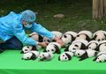 Menggemaskan, Penampakan 23 Bayi Panda Dipamerkan untuk Wisatawan
